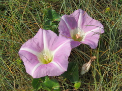 Calystegia soldanella