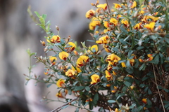 Pultenaea largiflorens