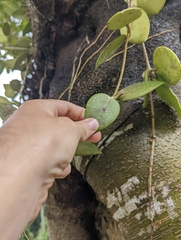 Hoya