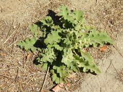 Verbascum sinuatum