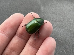 Anomala albopilosa albopilosa