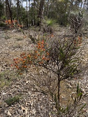 Daviesia brevifolia