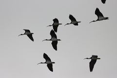 Threskiornis spinicollis