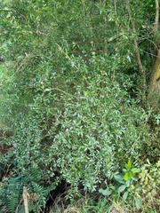 Coprosma ×cunninghamii
