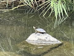 Trachemys scripta elegans