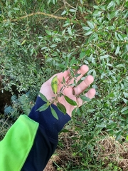 Coprosma ×cunninghamii