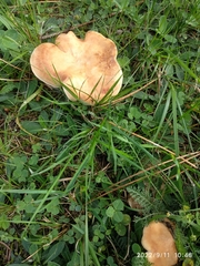 Lactarius helvus