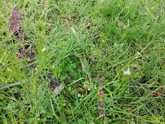 Cardamine parviflora