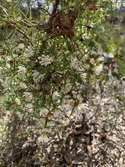 Hakea trifurcata