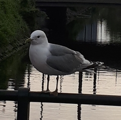 Larus canus