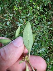 Coprosma ×cunninghamii