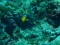 Amphiprion chrysopterus