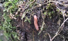 Grapholita funebrana