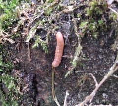 Grapholita funebrana