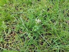 Cardamine parviflora