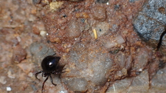 Euryopis episinoides