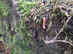 Grapholita funebrana