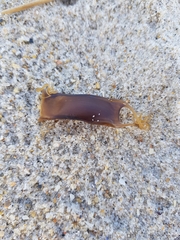 Scyliorhinus canicula