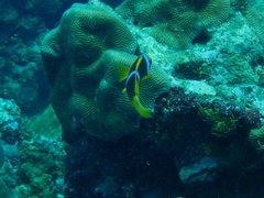 Amphiprion chrysopterus