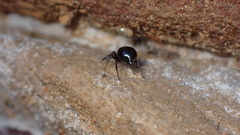 Euryopis episinoides