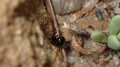 Euryopis episinoides