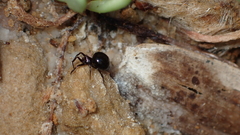 Euryopis episinoides