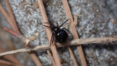Euryopis episinoides