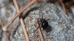 Euryopis episinoides