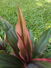 Cordyline fruticosa
