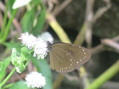Euploea tulliolus koxinga