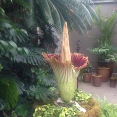 Amorphophallus titanum