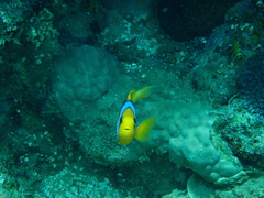 Amphiprion chrysopterus