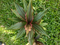 Cordyline fruticosa