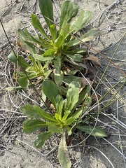 Solidago spathulata
