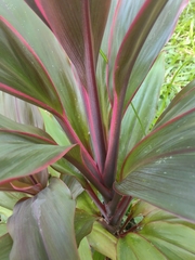 Cordyline fruticosa