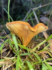 Austropaxillus