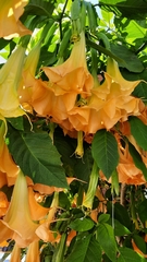Brugmansia arborea