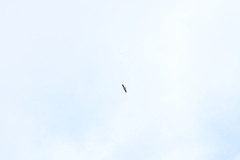 Neophron percnopterus