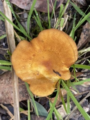 Austropaxillus