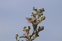 Muschampia