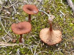 Omphalina pyxidata
