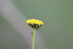 Craspedia variabilis