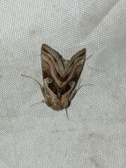 Euchalcia variabilis