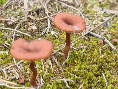 Omphalina pyxidata