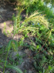 Setaria scheelei