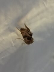 Euchalcia variabilis