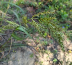 Setaria scheelei