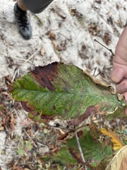 Ulmus glabra
