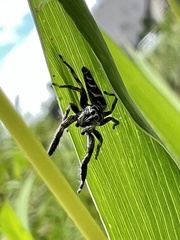 Mendoza elongata