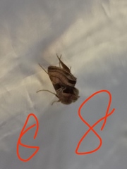 Euchalcia variabilis